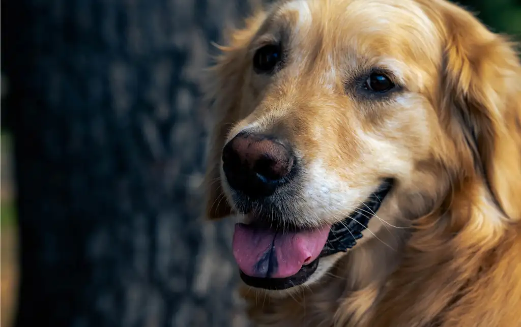 l-carnitine for dogs side effects Dogs: Dosing, Heart Health, and Muscle Growth — The Cl – Rooted Owl Pet Supplements new_300d Tier:Tier 3 Glutathione Supplements: The Secret