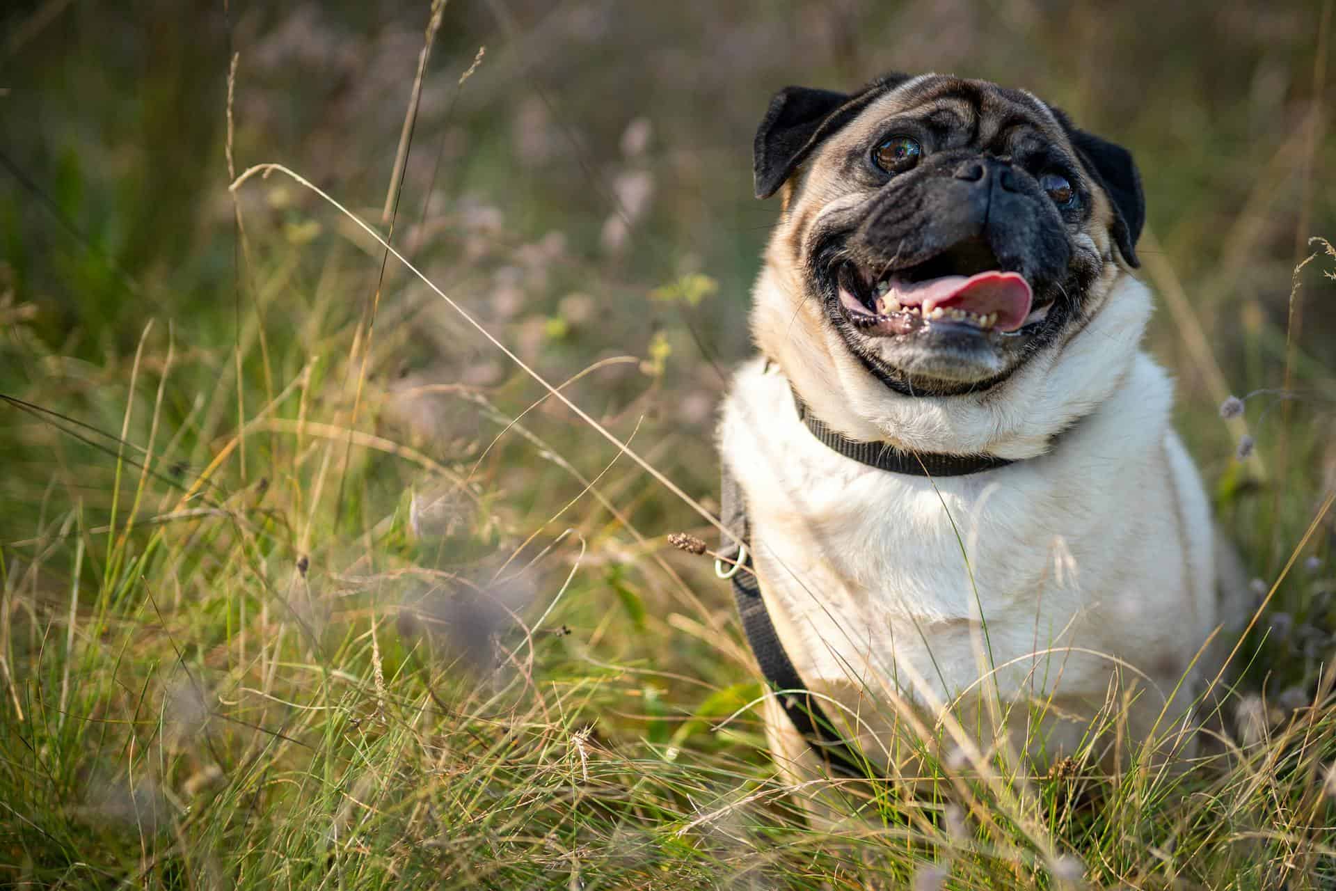Dog Weight Loss Made Easier: Why L-Carnitine Is a Game-Changer Rooted Owl Pet Supplements Dog Weight Loss Made Easier: Why L-Carnitine Is a Game-Changer Rooted Owl Pet Supplements