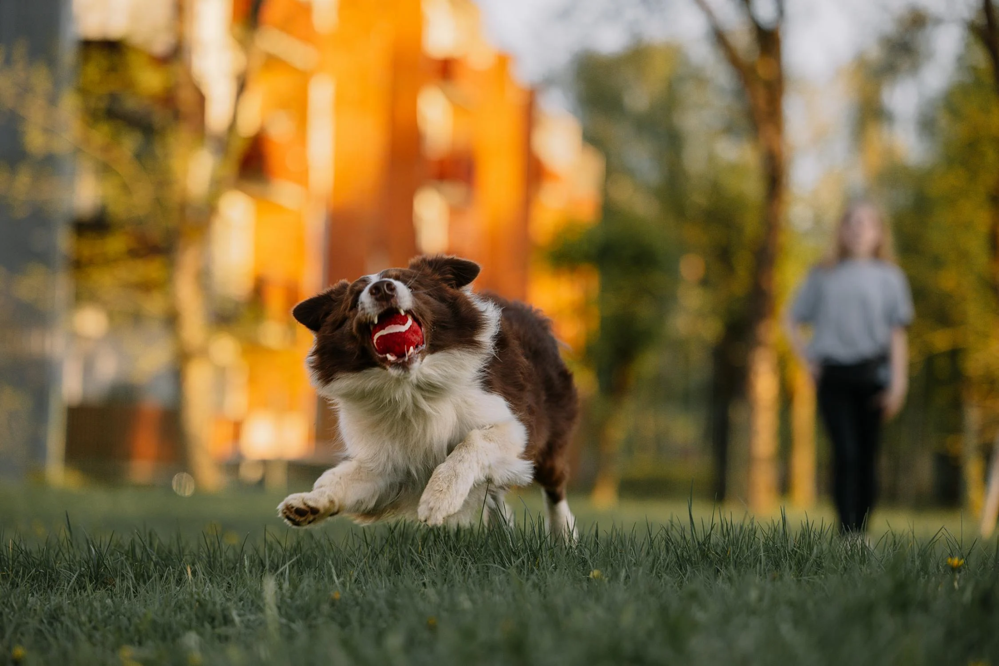 L-Carnitine for Dogs: Uses & Benefits | Rooted Owl Rooted Owl Pet Supplements L-Carnitine for Dogs: Uses & Benefits | Rooted Owl Rooted Owl Pet Supplements