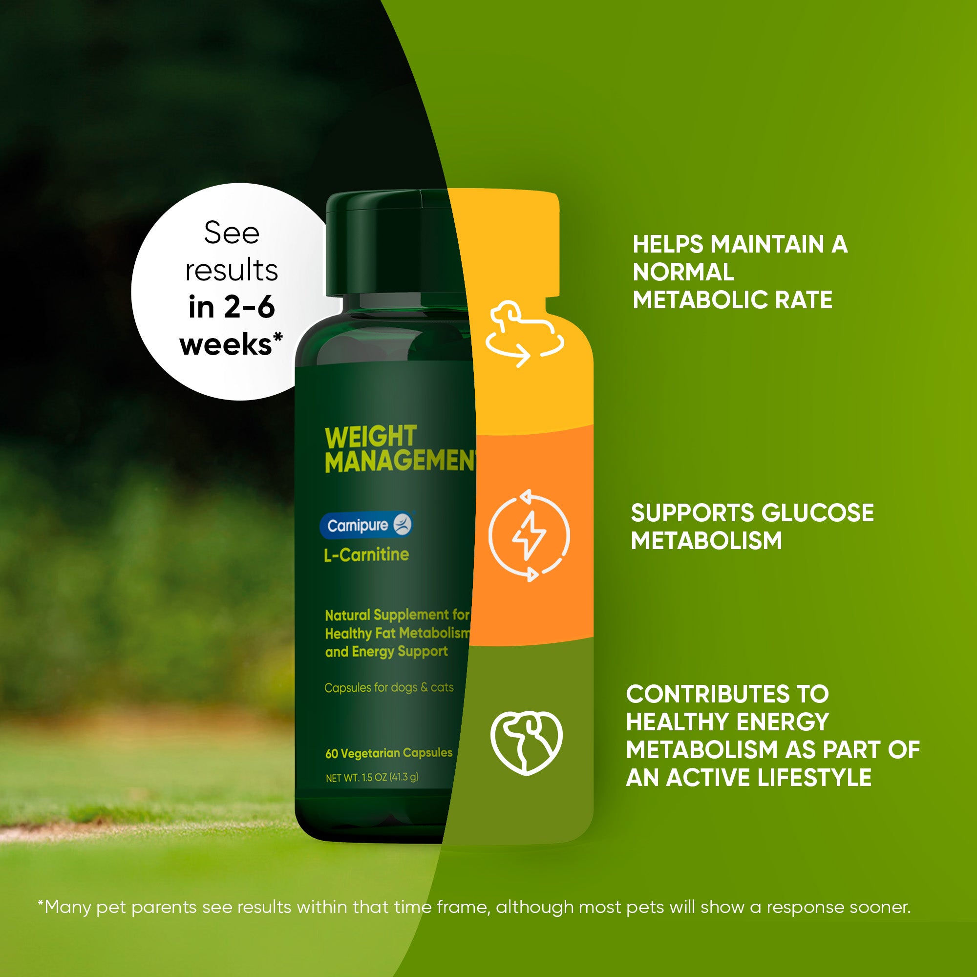 A monstera leaf in a clear glass vase against a white background.