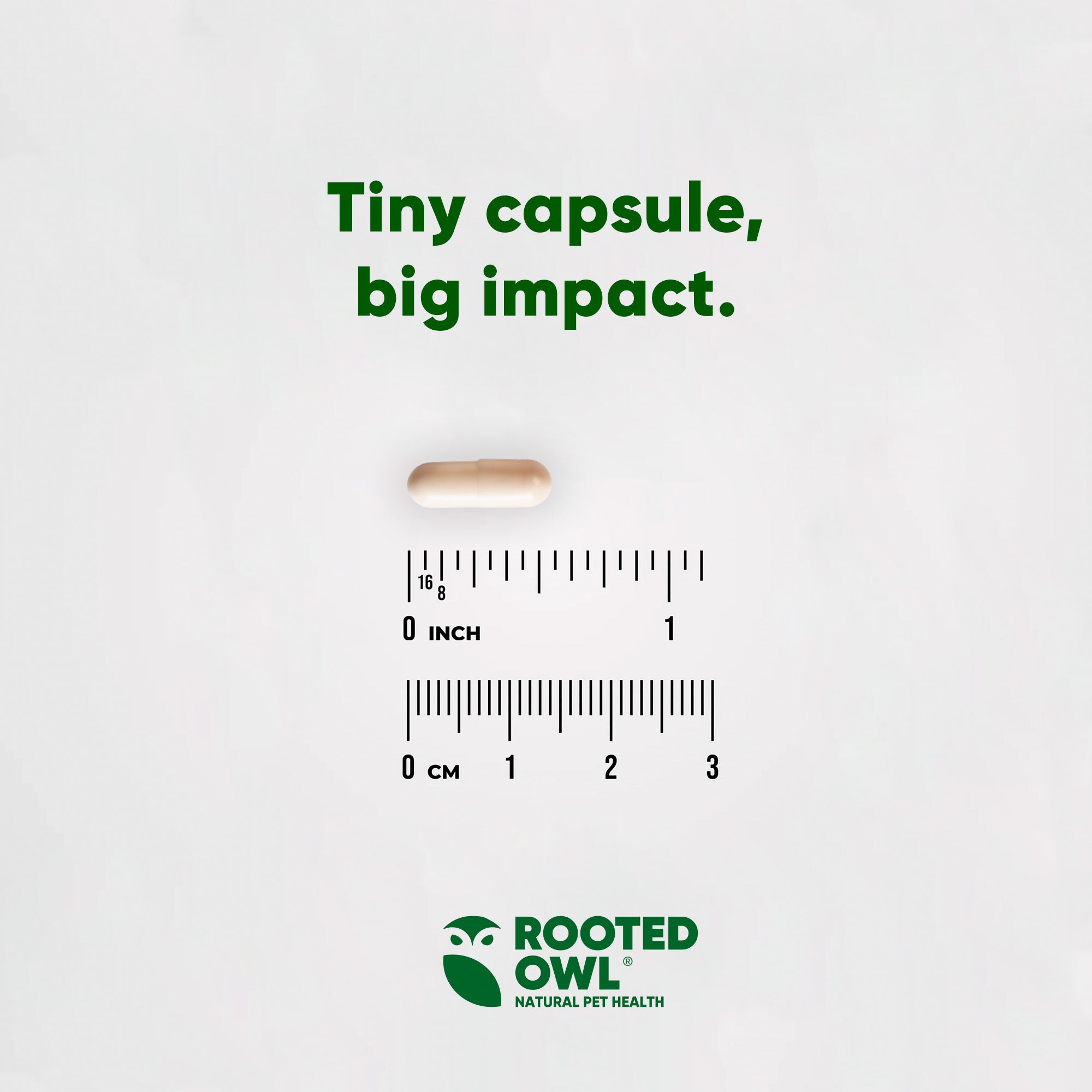 Indoor plant beside a smartphone with an app on screen, on a white background with shadows.