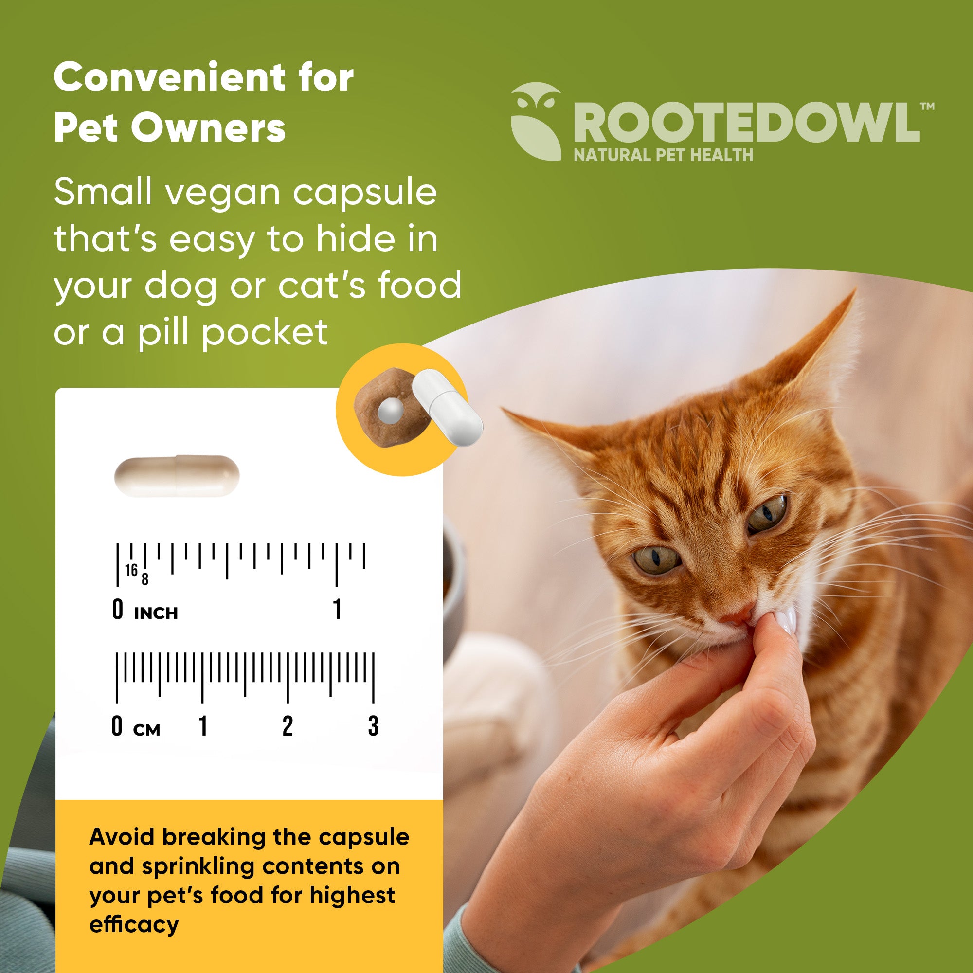 Indoor plant beside a smartphone with an app on screen, on a white background with shadows.