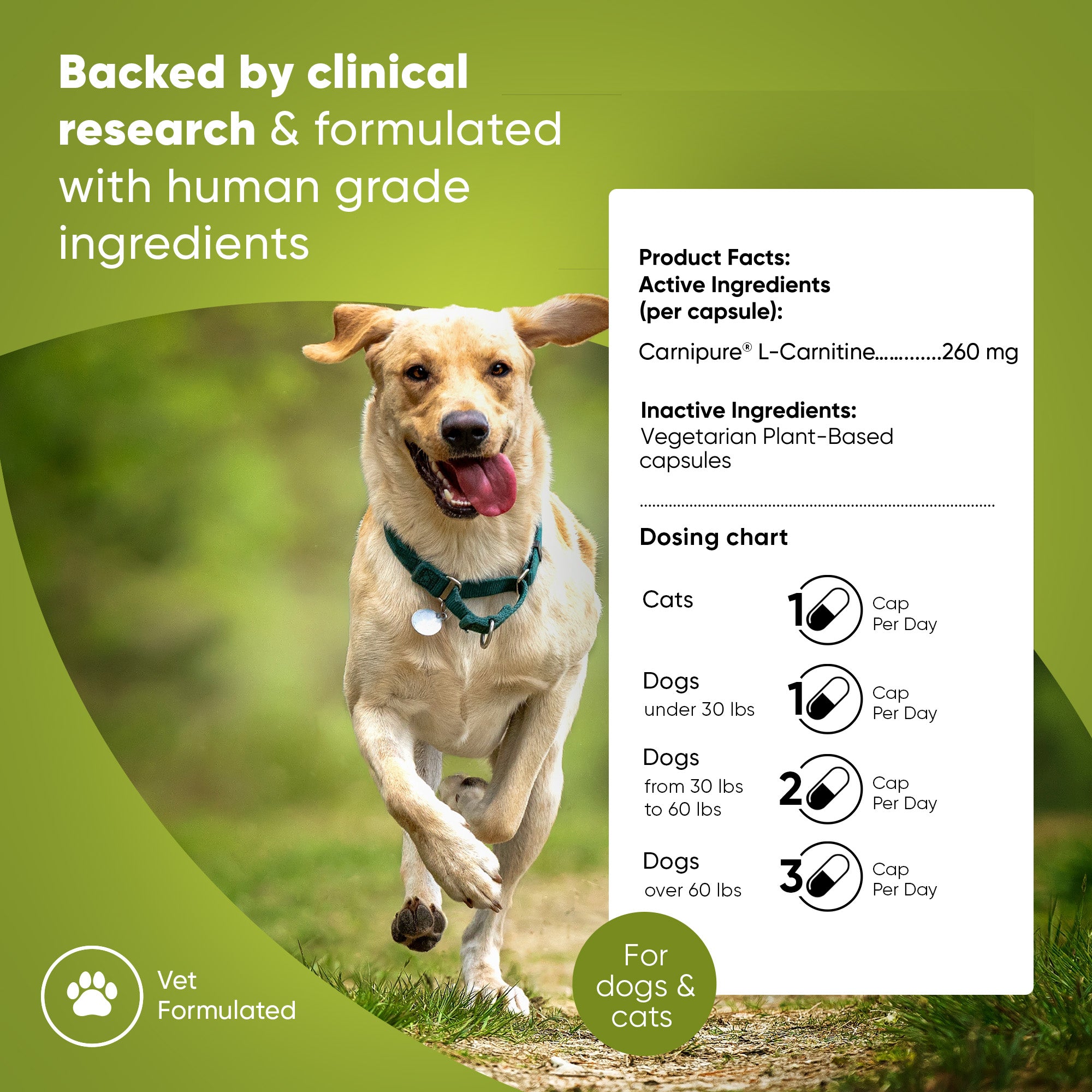 A single green leaf in a clear glass of water on a white background.