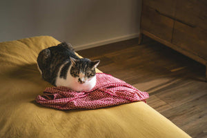 Sick Cat Recovery Tips: Helping Your Feline Heal Faster at Home
