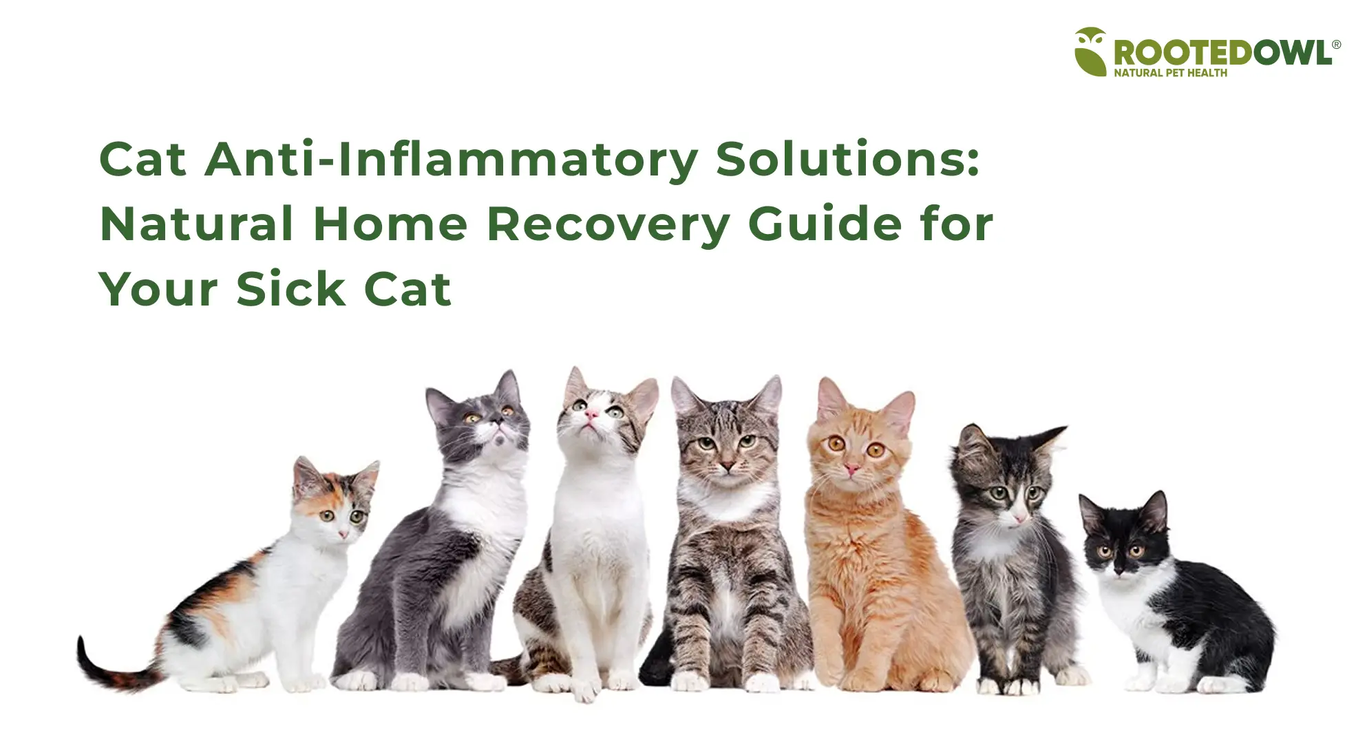 Cat Anti-Inflammatory Solutions