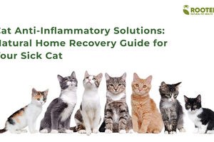 Cat Anti-Inflammatory Solutions