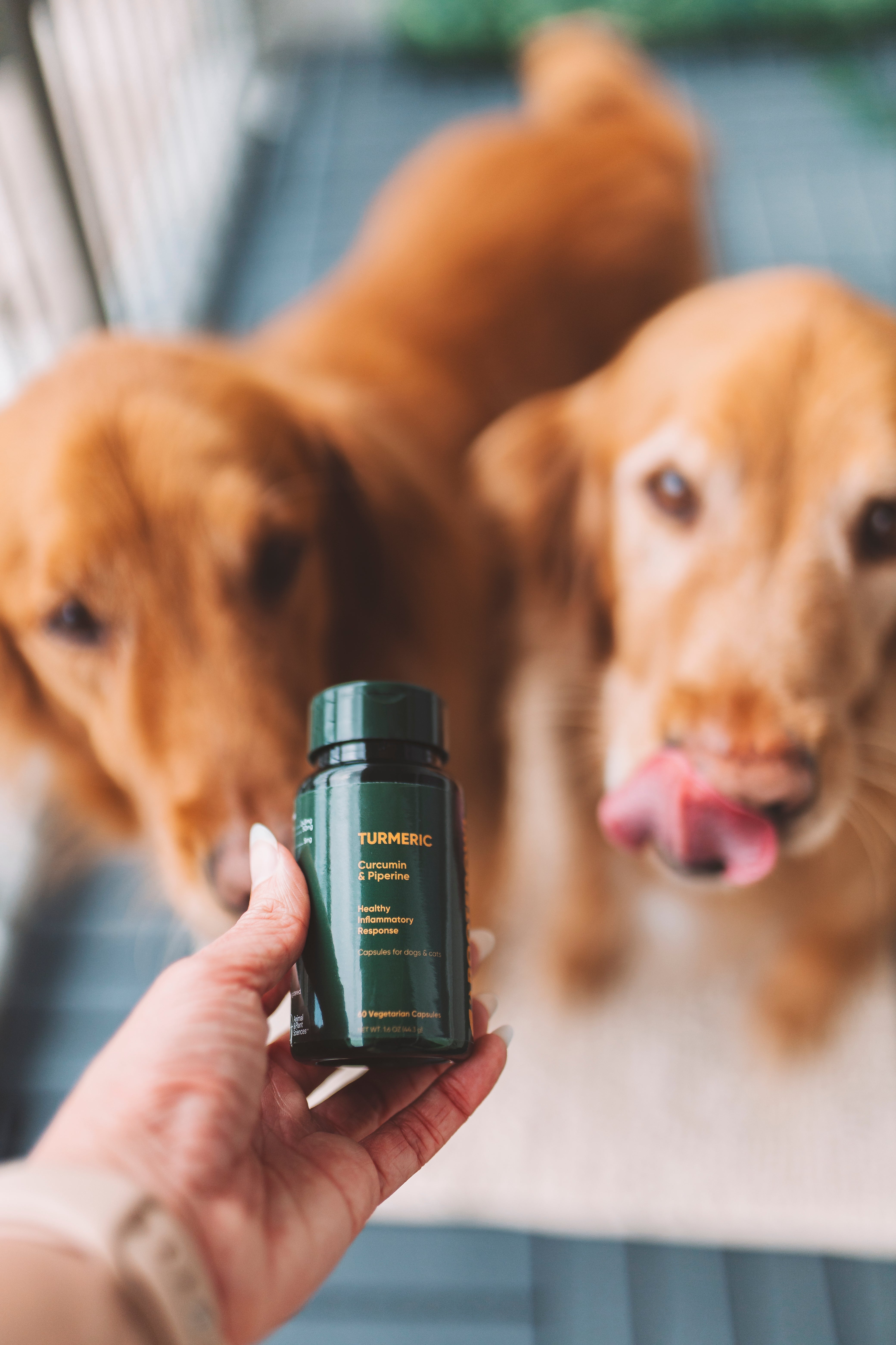 Turmeric Dosage for Dogs: How Much Curcumin Does Your Dog Actually Need?