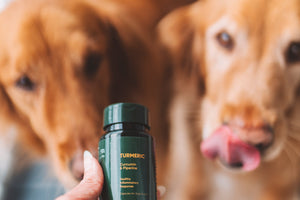 Turmeric Dosage for Dogs: How Much Curcumin Does Your Dog Actually Need?