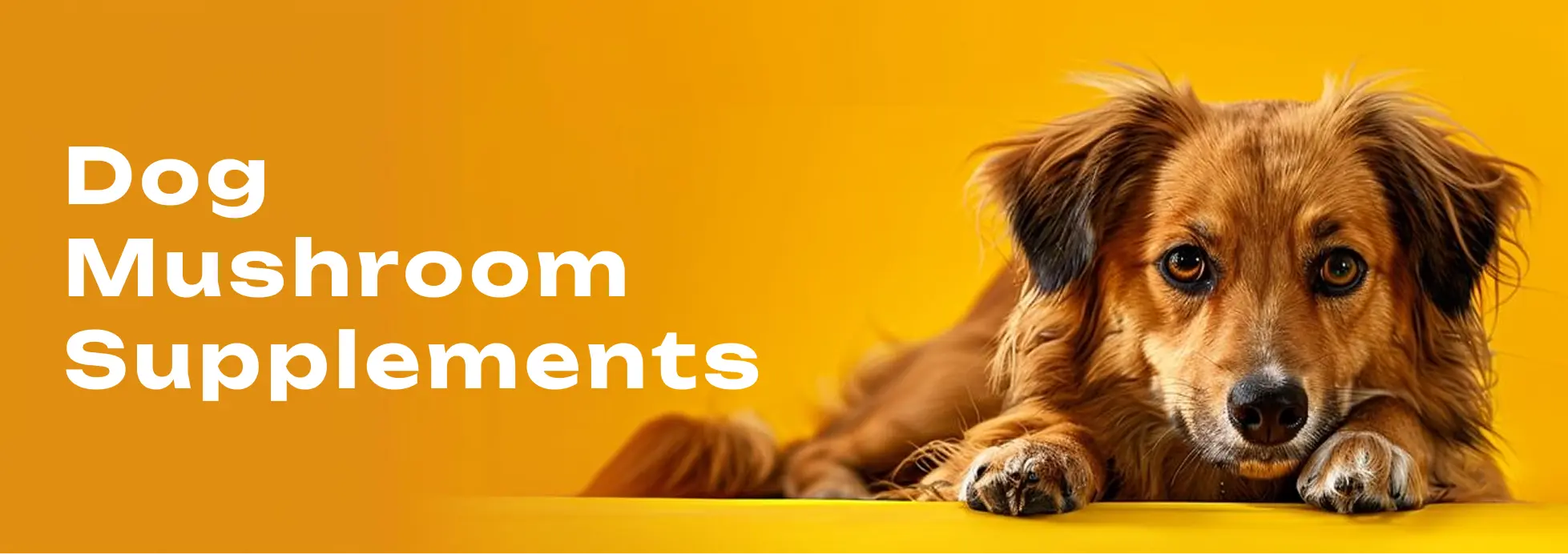 Dog Mushroom Supplements