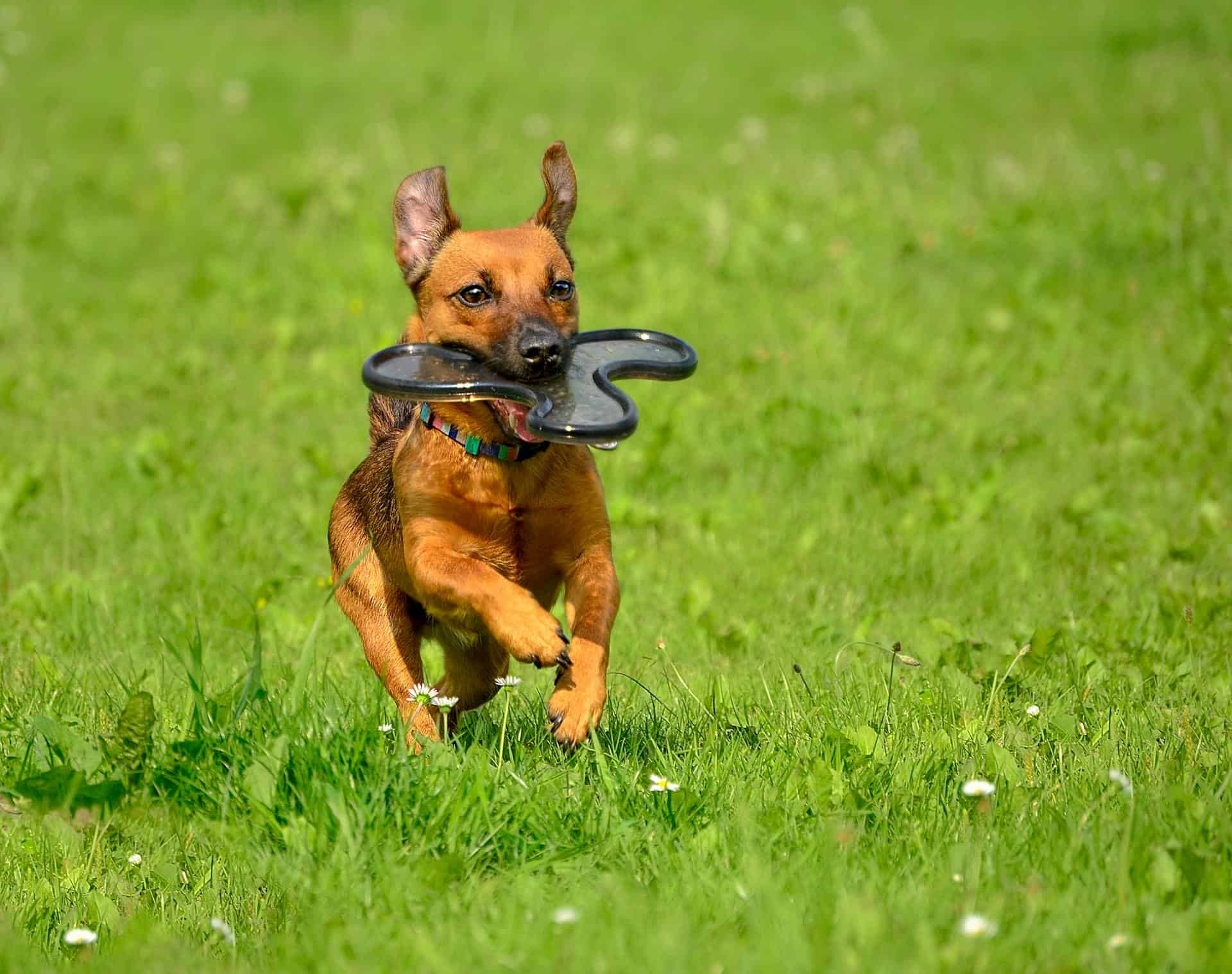 Soft Tissue Injury in Dogs: Repair Joints and Muscle Quickly!