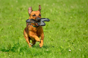 Soft Tissue Injury in Dogs: Repair Joints and Muscle Quickly!