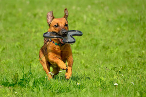 Soft Tissue Injury in Dogs: Repair Joints and Muscle Quickly!