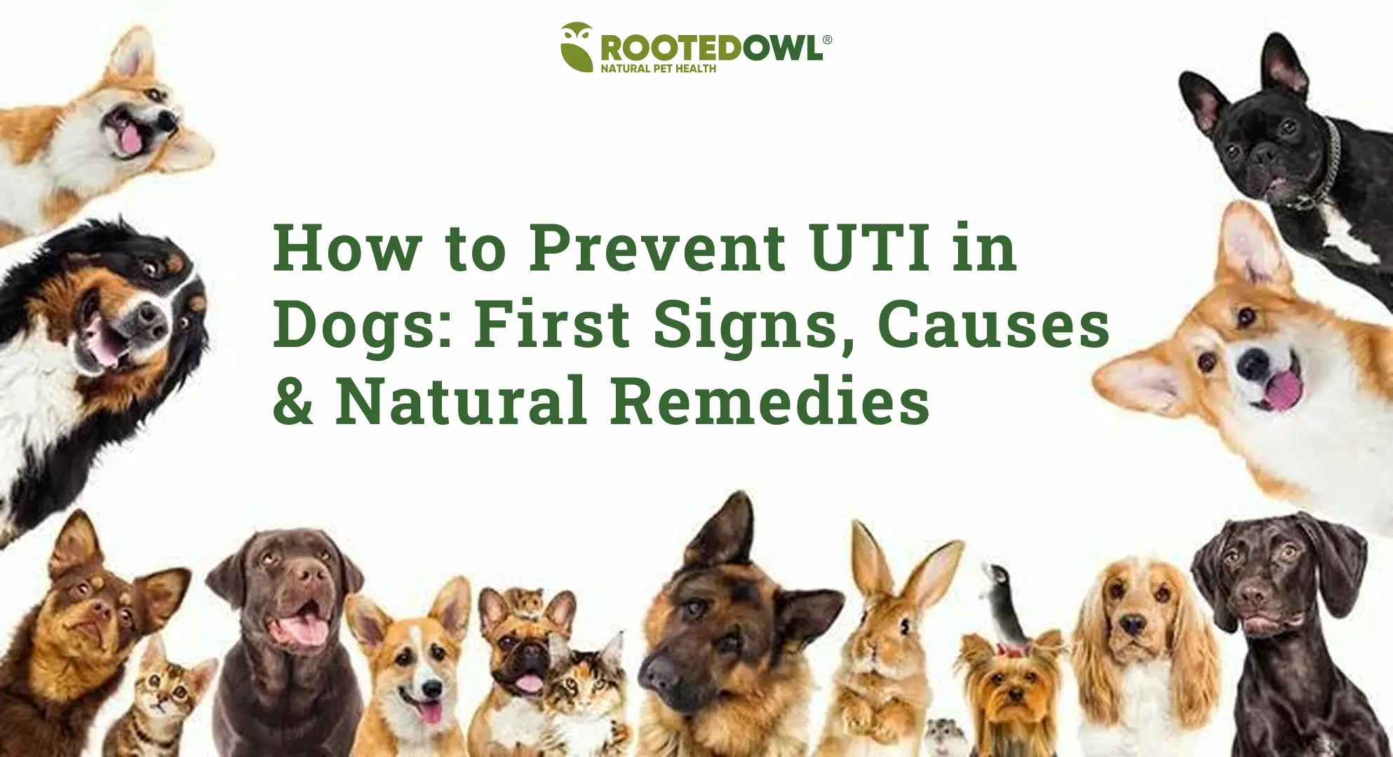 How to Prevent UTI in Dogs: Cranberry Extract