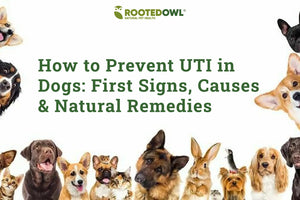 How to Prevent UTI in Dogs: Cranberry Extract