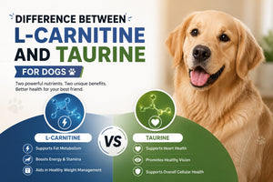 L-Carnitine vs Taurine for Dogs: What's the Difference?