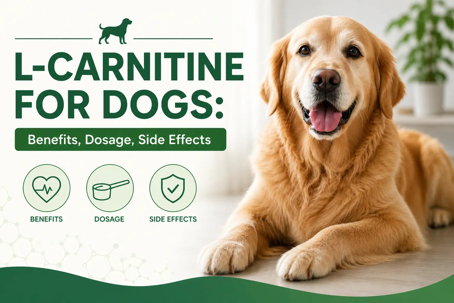 L-Carnitine for Dogs: Benefits, Dosage, Side Effects & What Vets Want You to Know