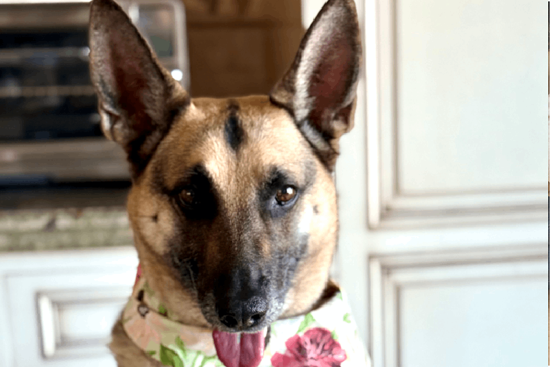 Prevention Over Cure: The New Standard for Pet Wellness