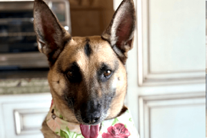 Prevention Over Cure: The New Standard for Pet Wellness