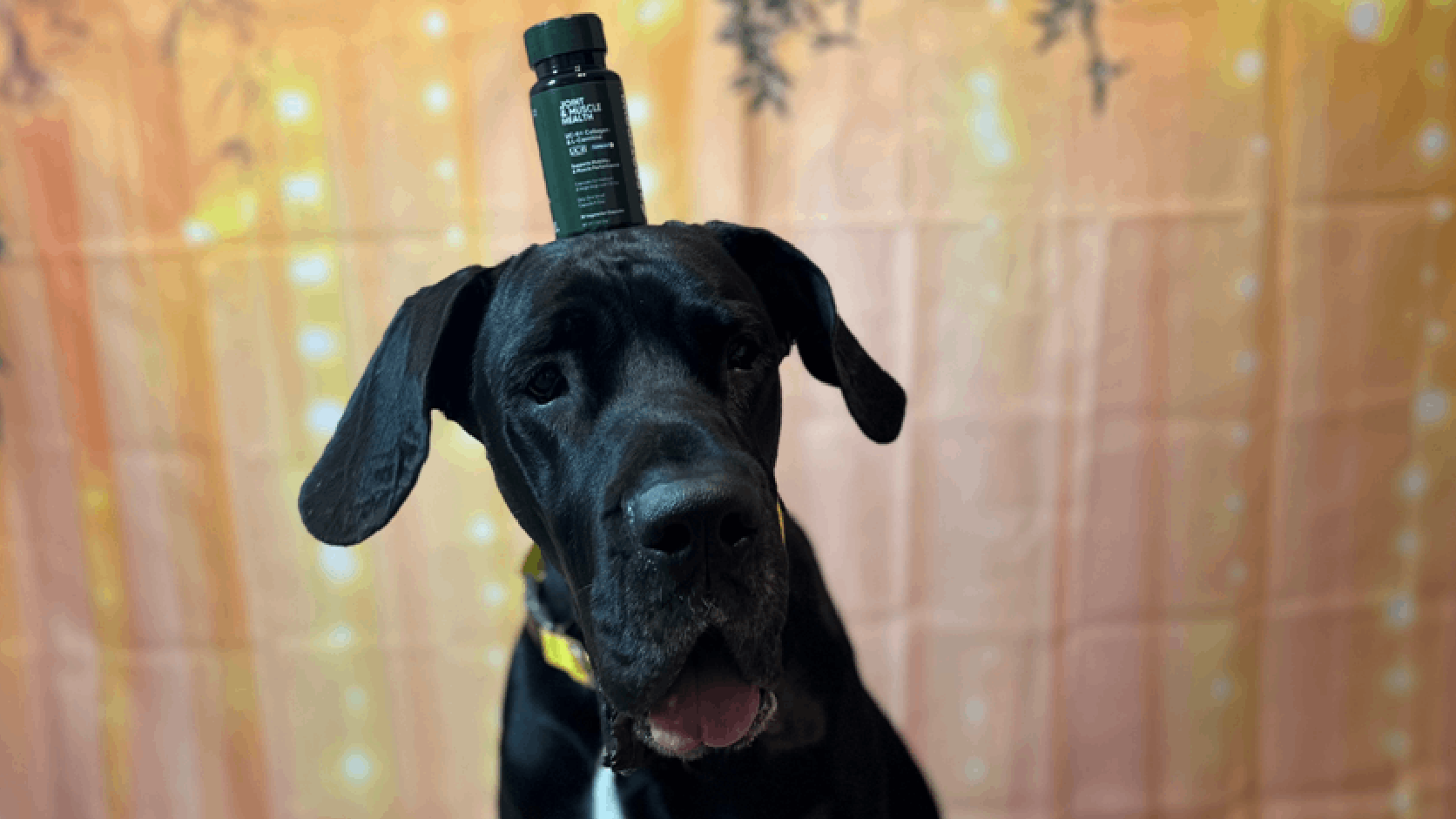 Behind the Formula: How We Built the World's First UC-II® + L-Carnitine Combination — Human First, Then Pet