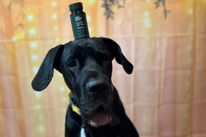 Behind the Formula: How We Built the World's First UC-II® + L-Carnitine Combination — Human First, Then Pet