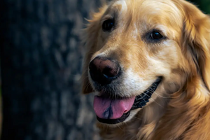 L-Carnitine for Dogs: Dosing, Heart Health, and Muscle Growth — The Clinical Case for Carnipure®