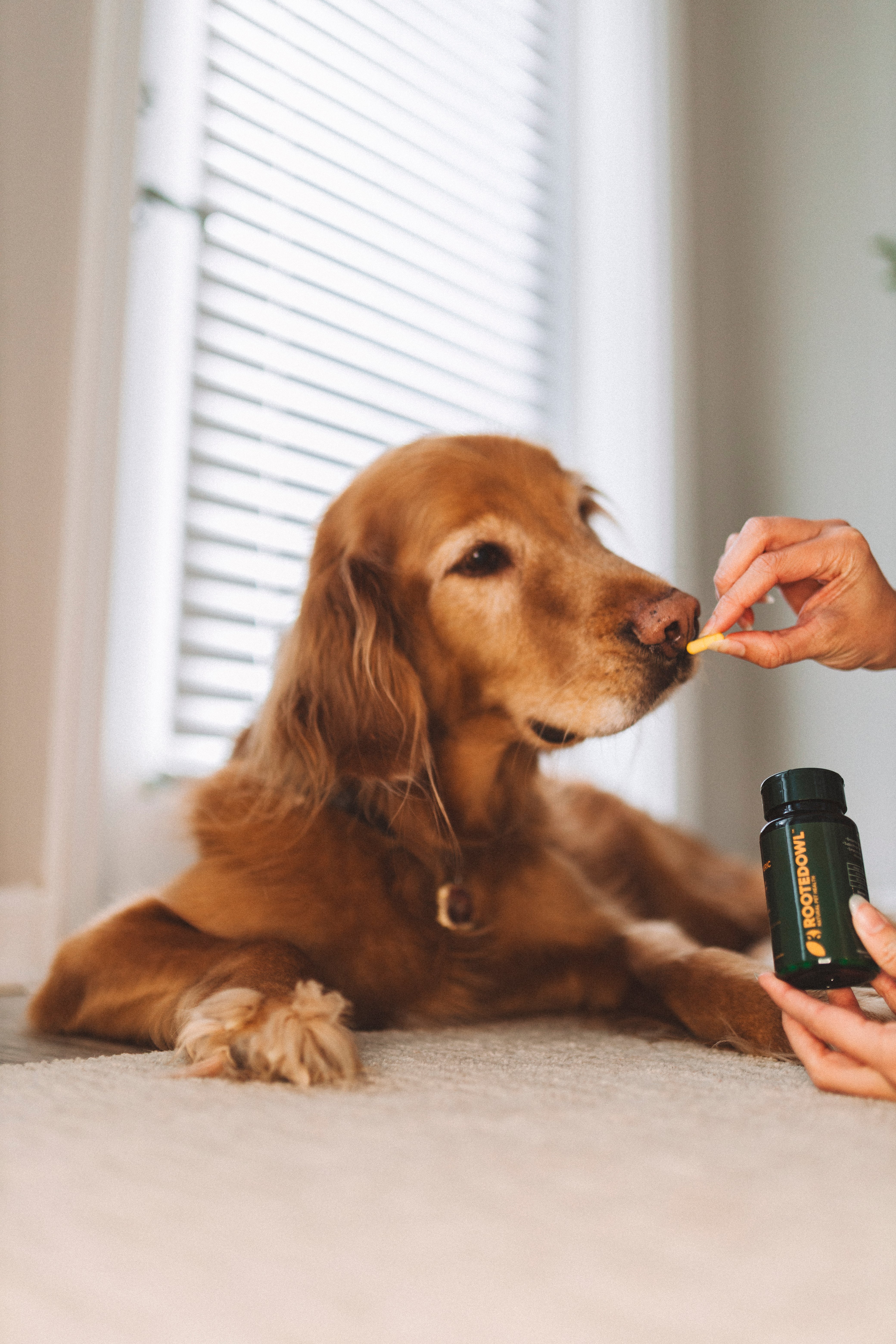 The Clinical Evidence for Curcumin in Dogs: How Anti-Inflammatory Signaling Actually Works