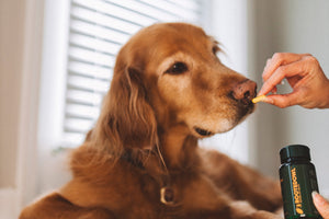 The Clinical Evidence for Curcumin in Dogs: How Anti-Inflammatory Signaling Actually Works