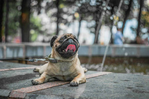 Overweight Dogs and Joint Pain: Symptoms, Treatment & Natural Relief