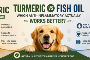 Turmeric vs Fish Oil for Dogs: Which Anti-Inflammatory Actually Works Better?