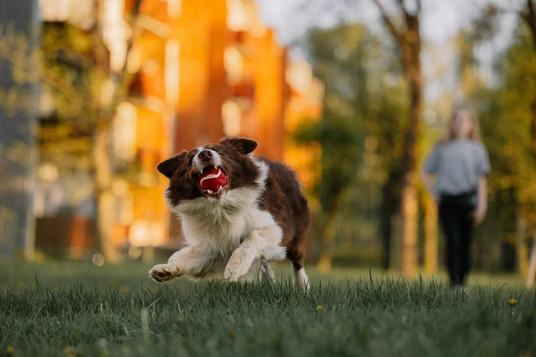 L-Carnitine for Dogs: Uses & Benefits