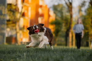 Dog holding ball