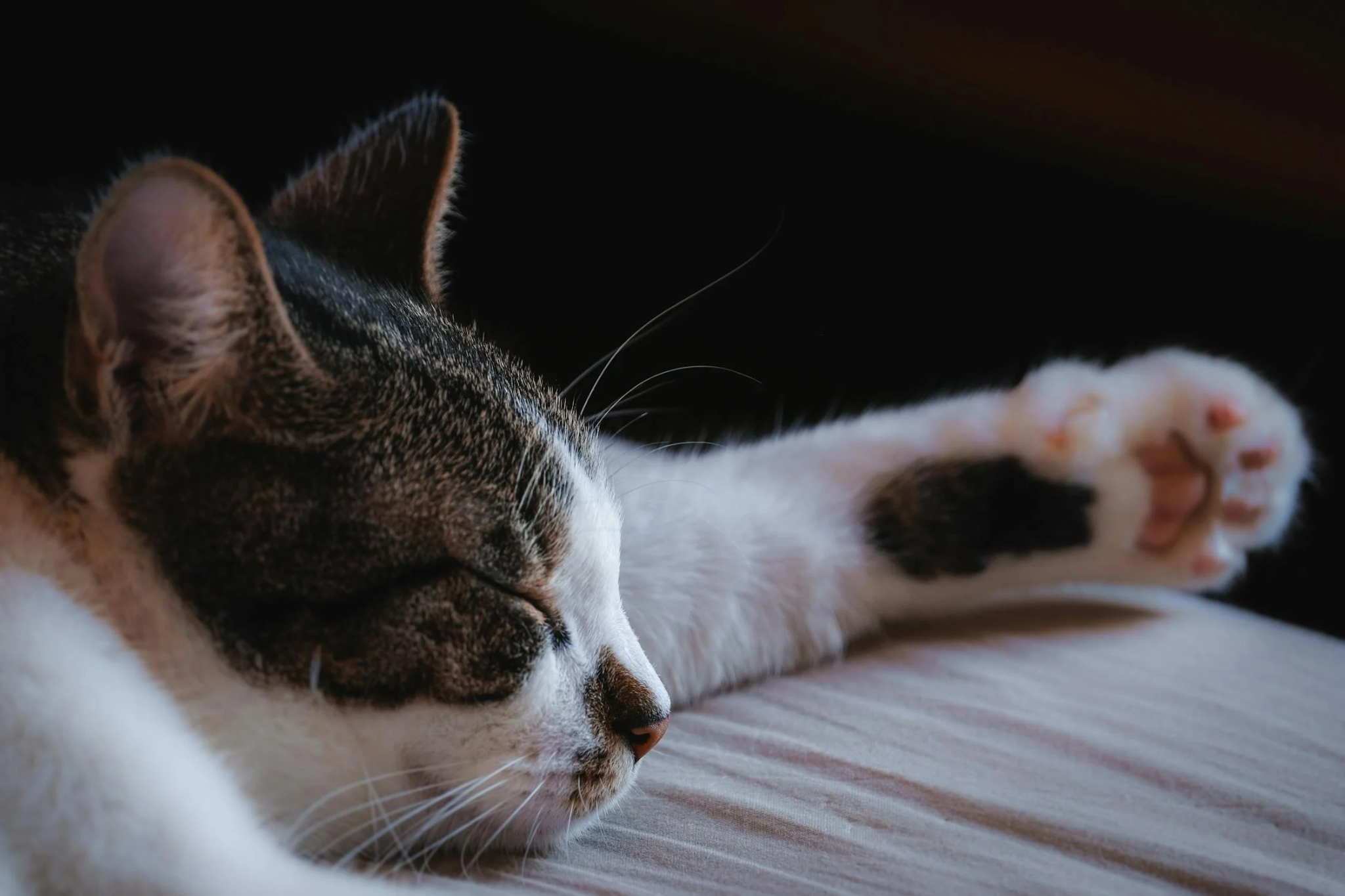 Cat Arthritis: What You Need to Know