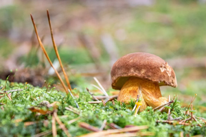 Top 8 Health Benefits of Shiitake Mushrooms for Pets