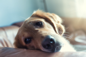 Bladder Infection in Dogs: Causes and Prevention