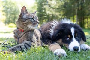 Capsules: Why They Are the Best for Pets