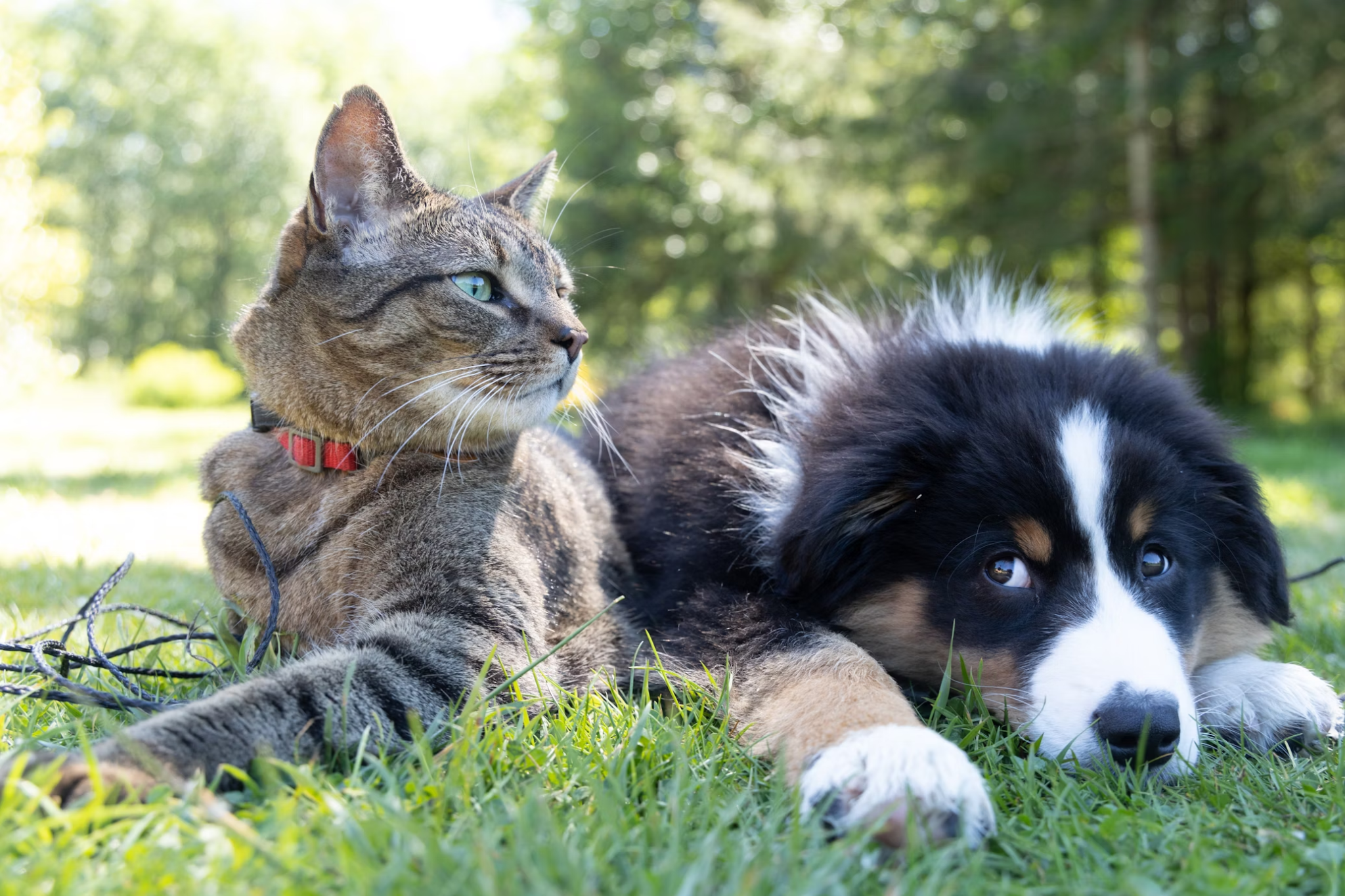 Pet Supplement Capsules: Why They're the Best Choice for Your Dog or Cat