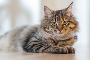 Top 5 Anti-Inflammatory for Cats