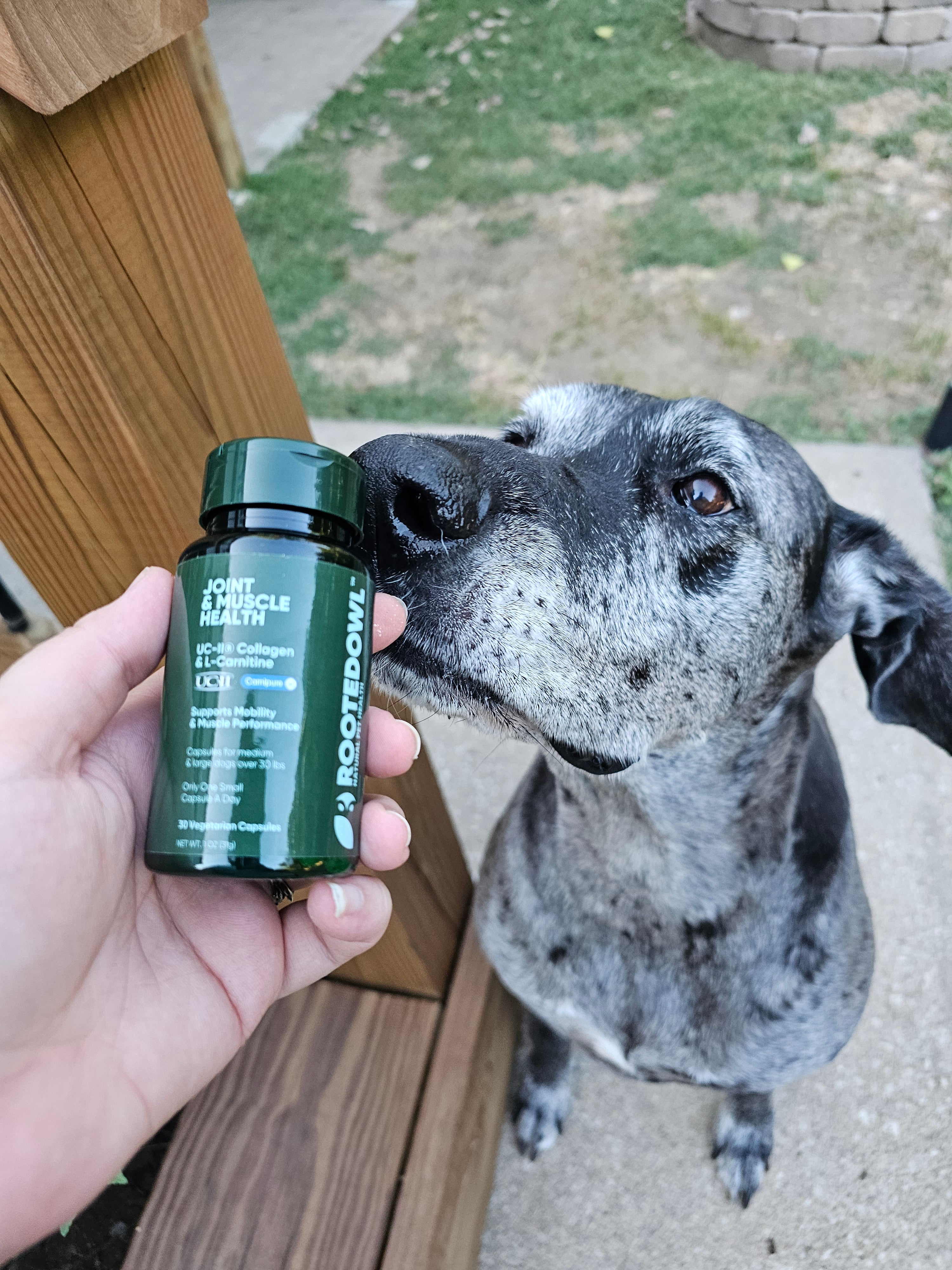 Joint and Muscle Supplement for Dogs: Why Supporting Both Actually Works