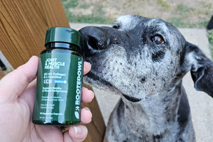 Joint and Muscle Supplement for Dogs: Why Supporting Both Actually Works