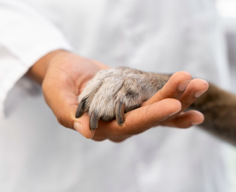 Pets Are Family: The Humanization Effect and What It Means for Your Dog or Cat's Wellness