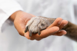 Pets Are Family: The Humanization Effect and What It Means for Your Dog or Cat's Wellness