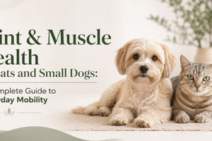Joint & Muscle Health in Cats and Small Dogs: A Complete Guide to Everyday Mobility