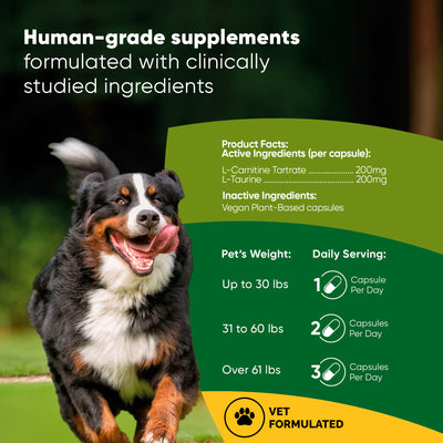 Best Heart Supplement for Dogs | Cardio Support | Rooted Owl Rooted Owl Pet Supplements Best Heart Supplement for Dogs | Cardio Support | Rooted Owl Rooted Owl Pet Supplements