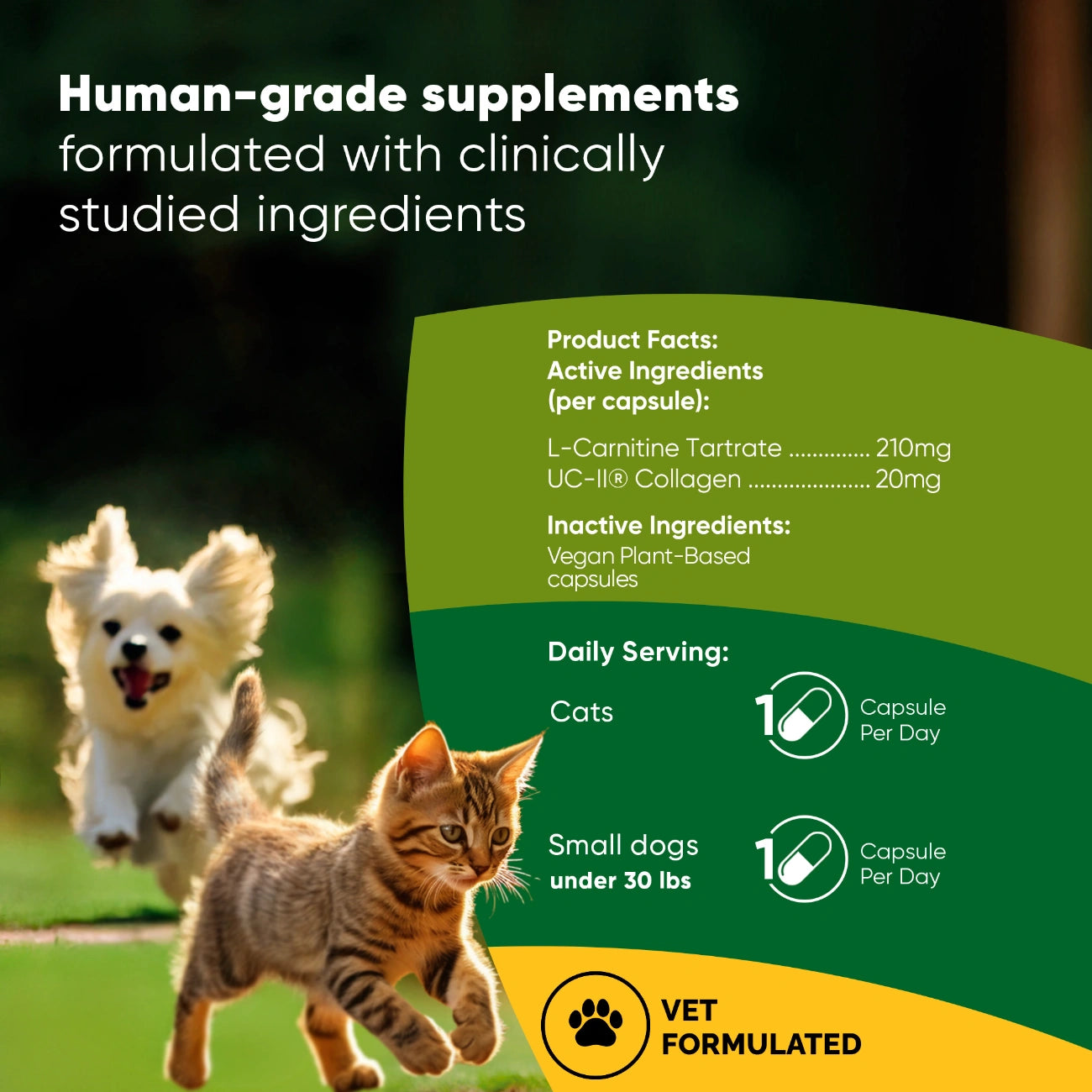 l-carnitine cat Joint & Muscle Health – Rooted Owl Pet Supplements