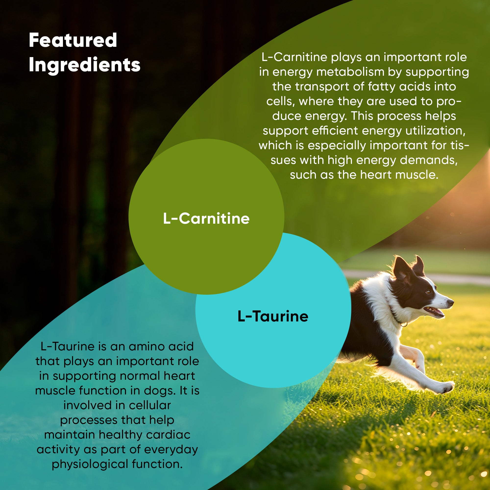 Best Heart Supplement for Dogs | Cardio Support | Rooted Owl Rooted Owl Pet Supplements Best Heart Supplement for Dogs | Cardio Support | Rooted Owl Rooted Owl Pet Supplements