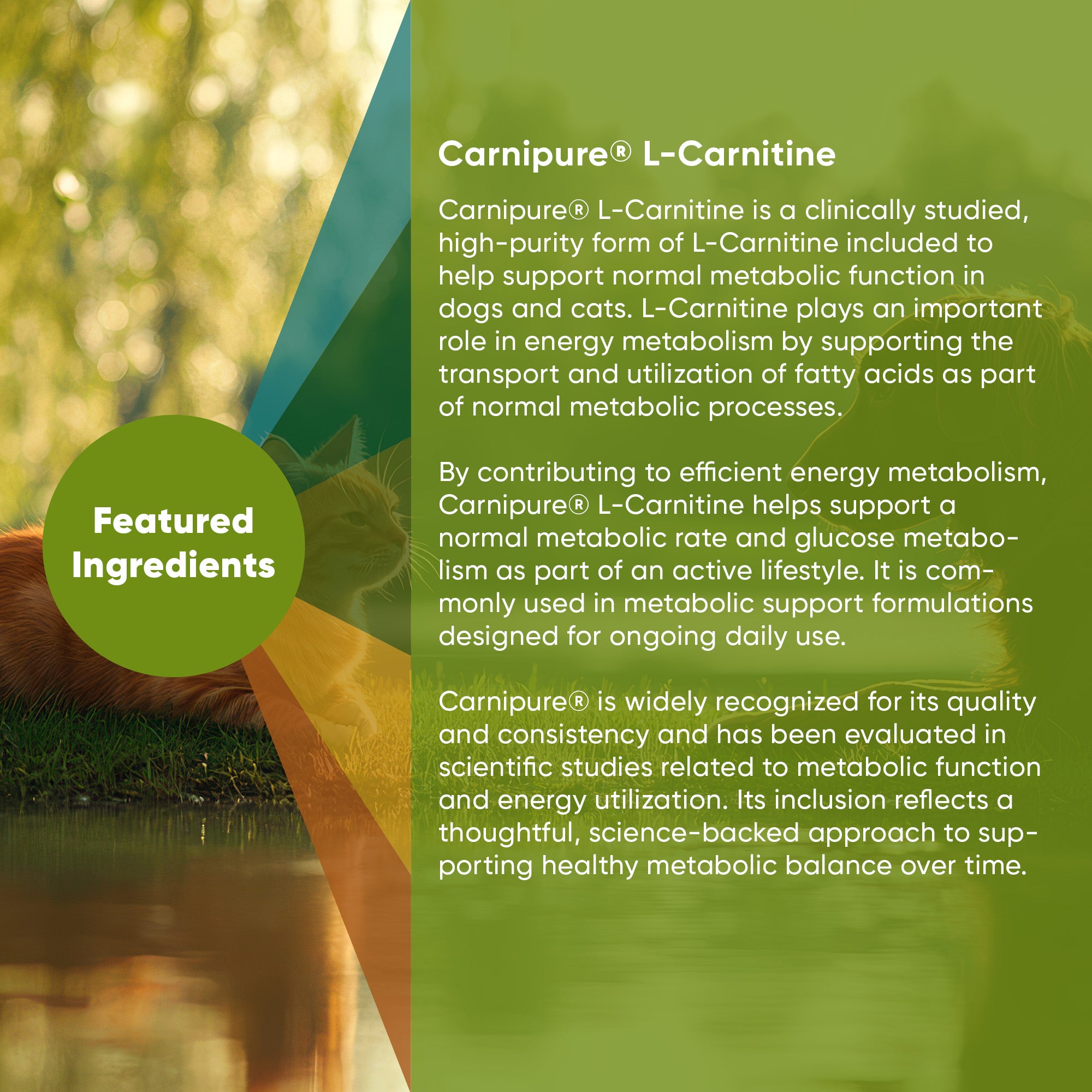 Green palm leaf beside two blank white cards on a white background.