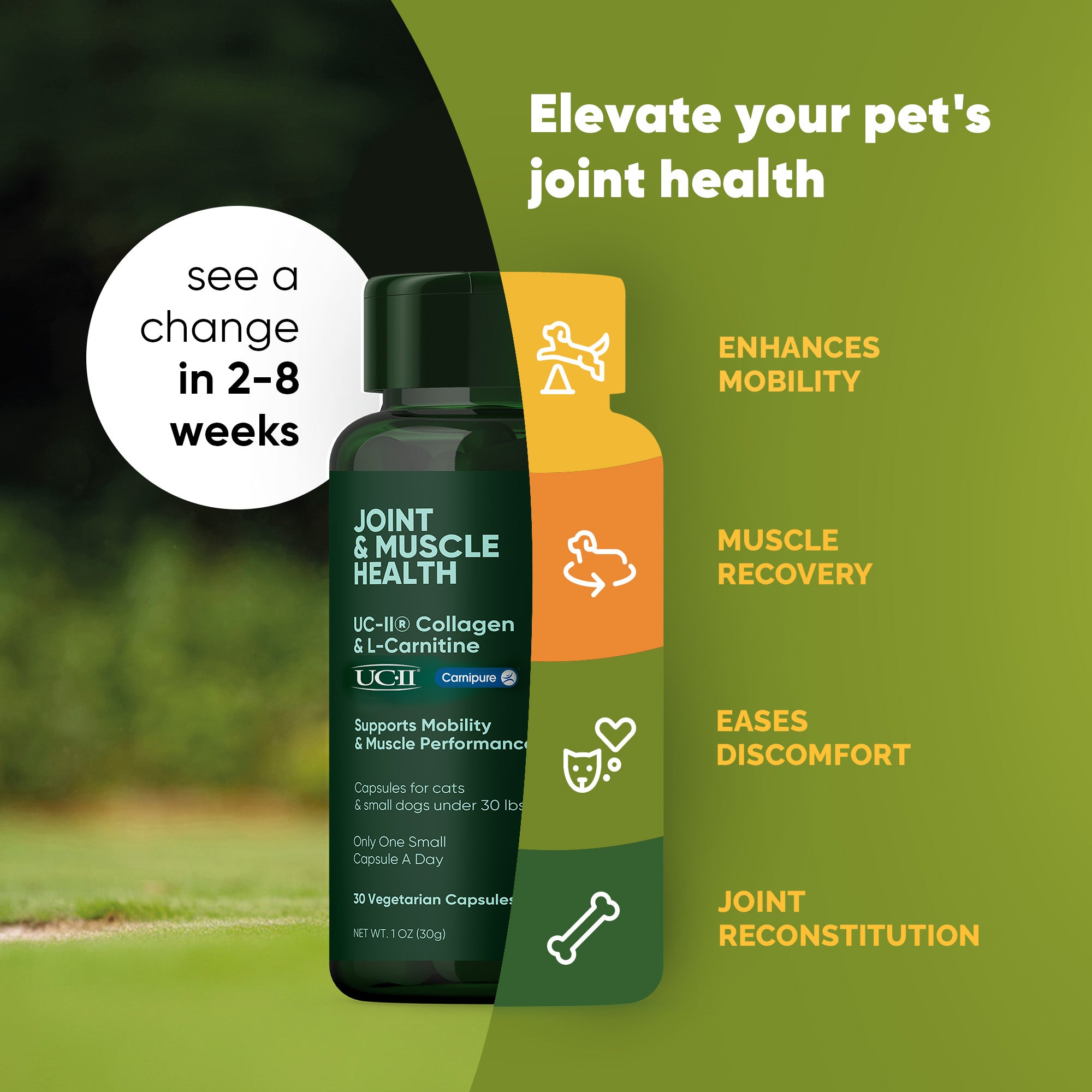 A monstera leaf in a clear glass vase against a white background.