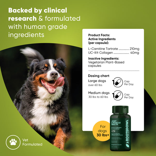 A happy dog running with joint supplement information overlay.