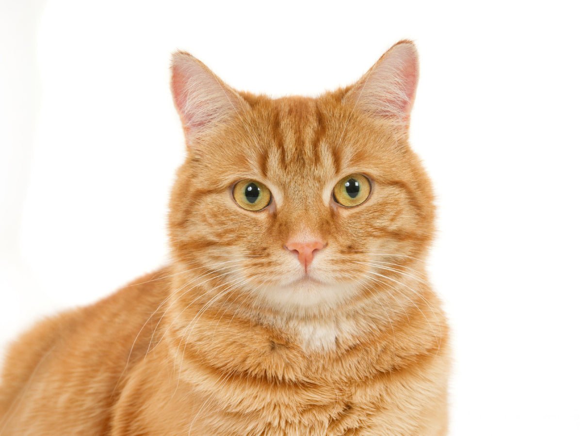 Shop for Cats