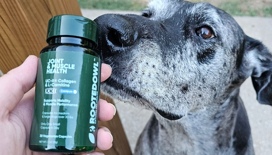 Rooted Owl Joint & Muscle Health Review: Daily Mobility Support for Aging and Active Dogs